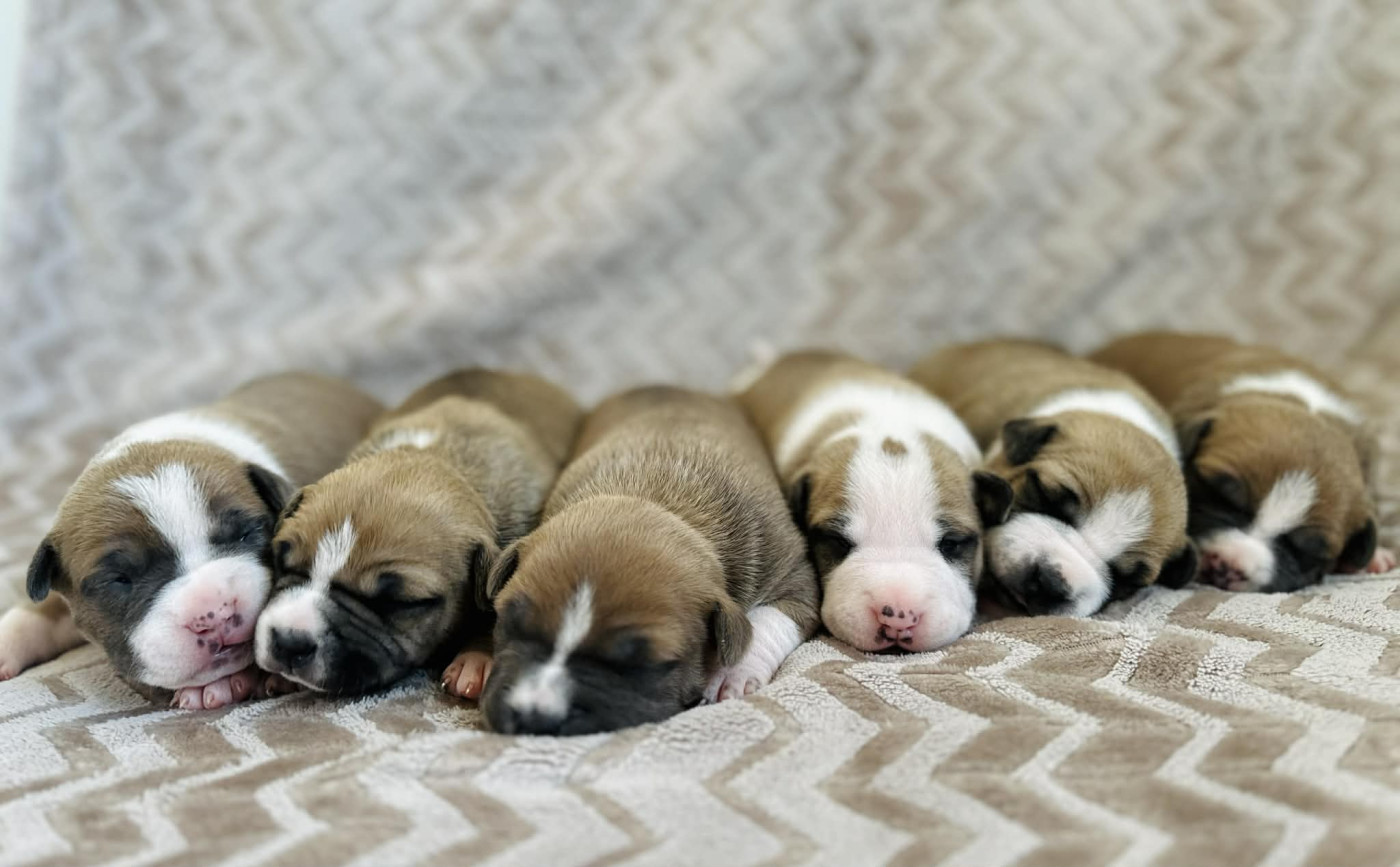 Chiot American Staffordshire Terrier maison vannbert