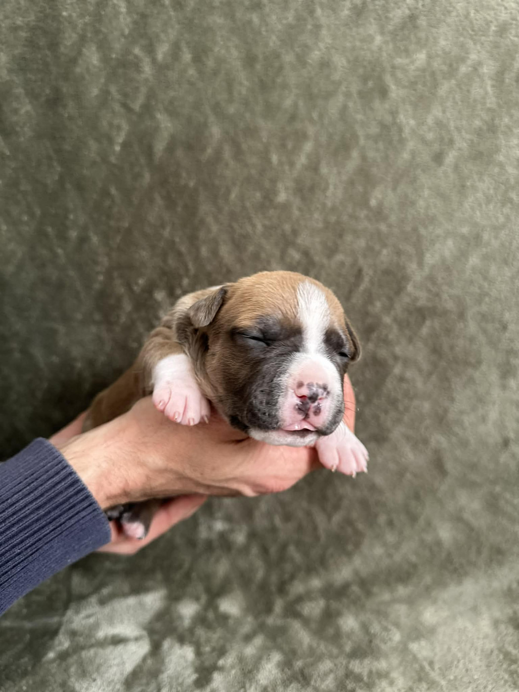 maison vannbert - Chiots disponibles - American Staffordshire Terrier