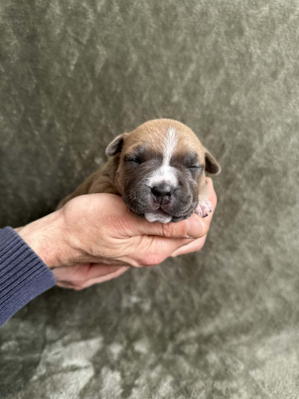 maison vannbert - Chiots disponibles - American Staffordshire Terrier