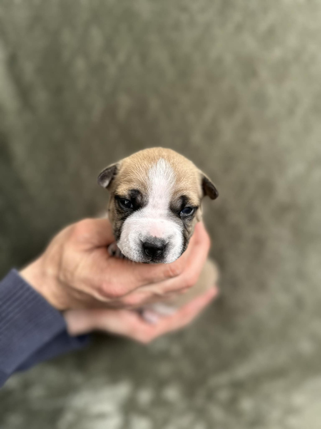 maison vannbert - Chiots disponibles - American Staffordshire Terrier