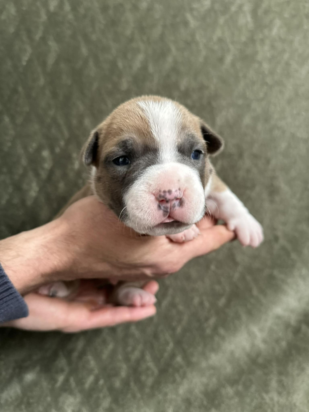 maison vannbert - Chiots disponibles - American Staffordshire Terrier