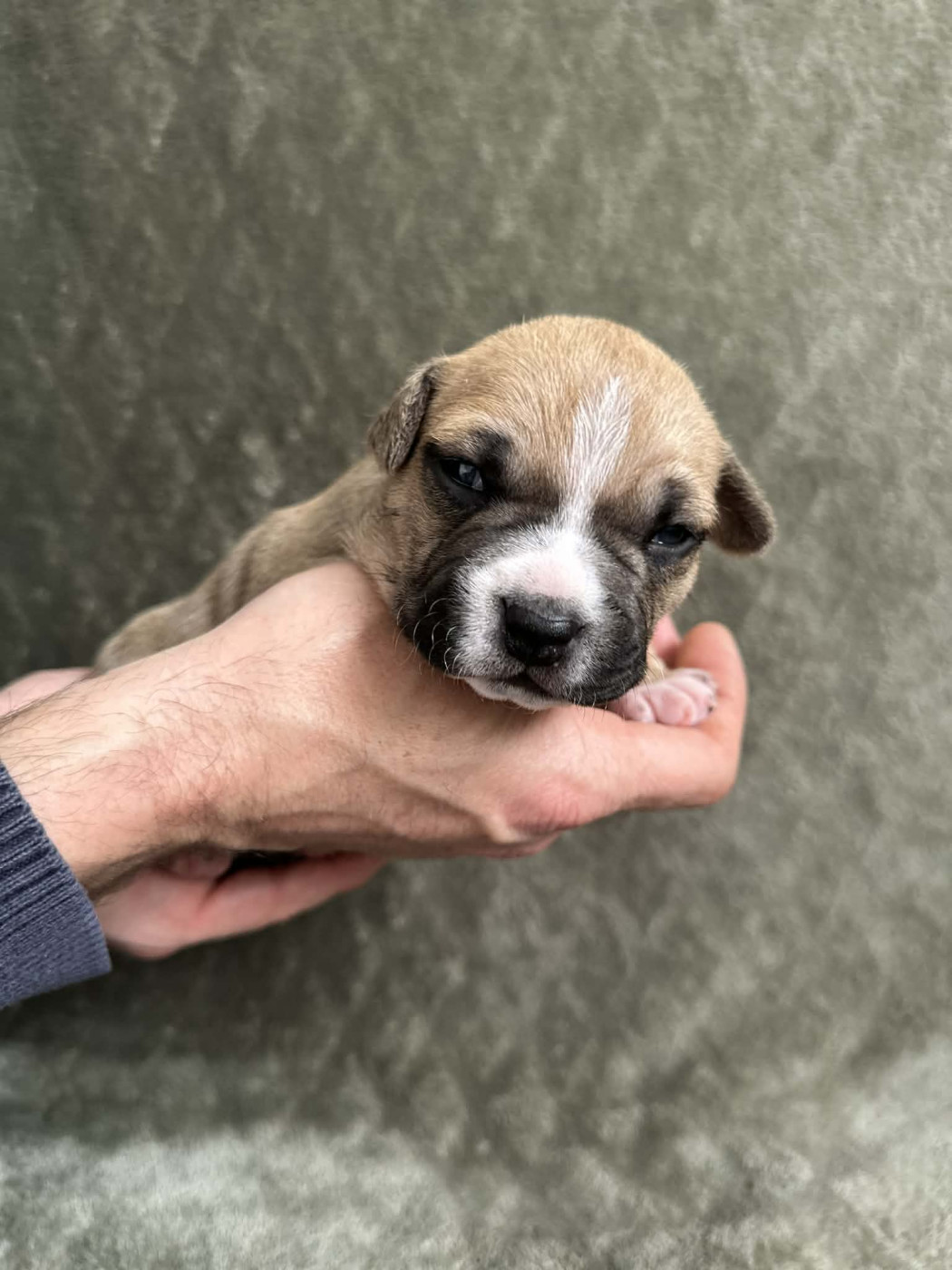 maison vannbert - Chiots disponibles - American Staffordshire Terrier