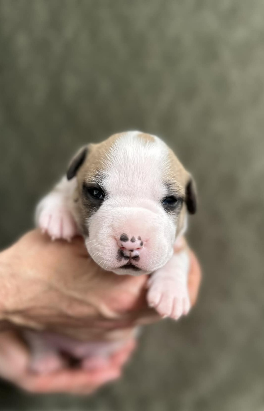 maison vannbert - Chiots disponibles - American Staffordshire Terrier