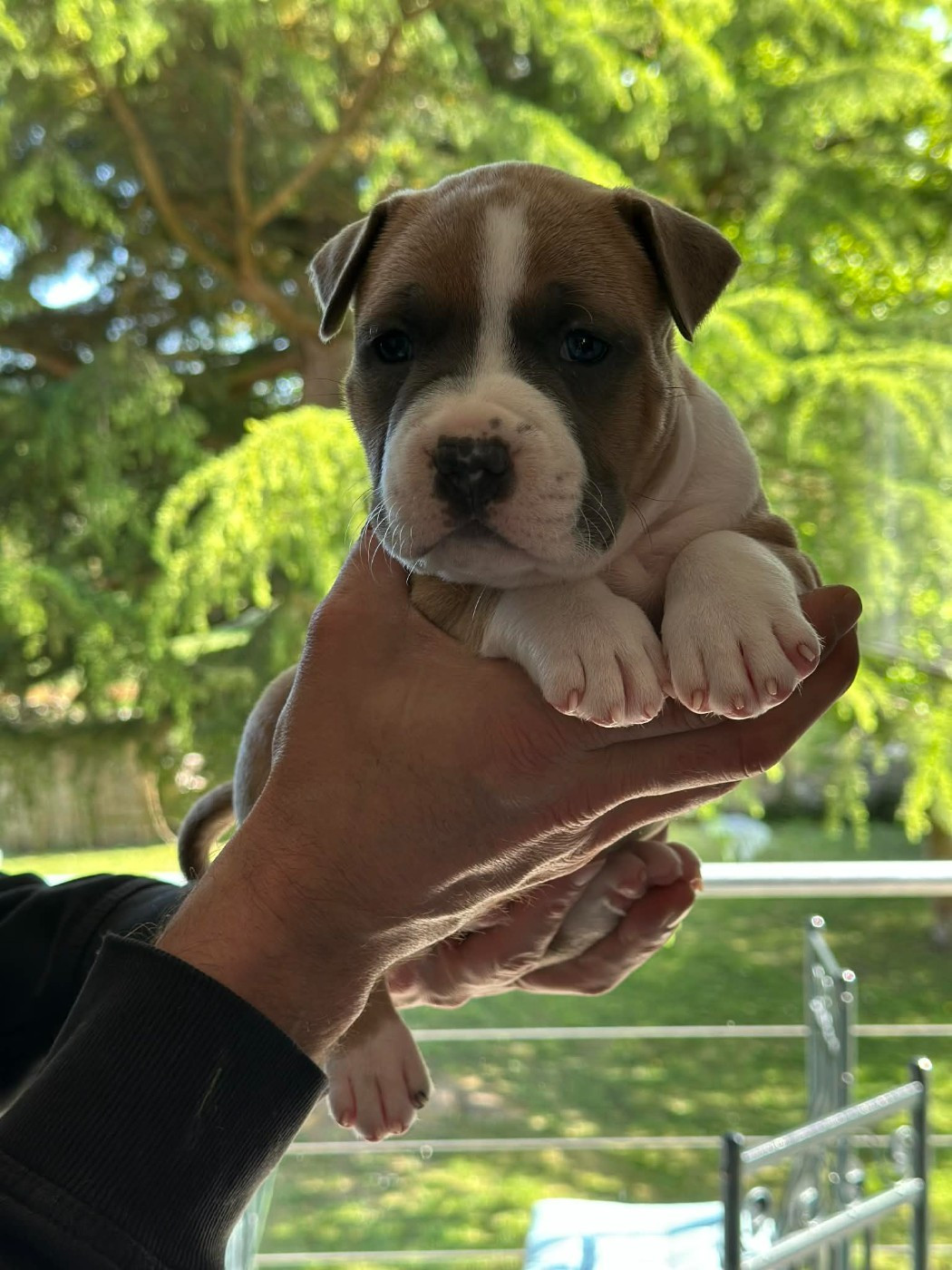 maison vannbert - Chiots disponibles - American Staffordshire Terrier