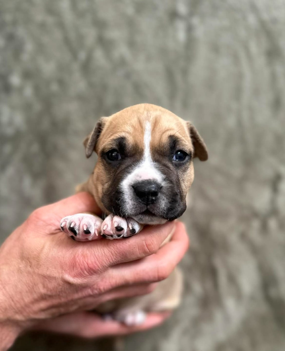 maison vannbert - Chiots disponibles - American Staffordshire Terrier