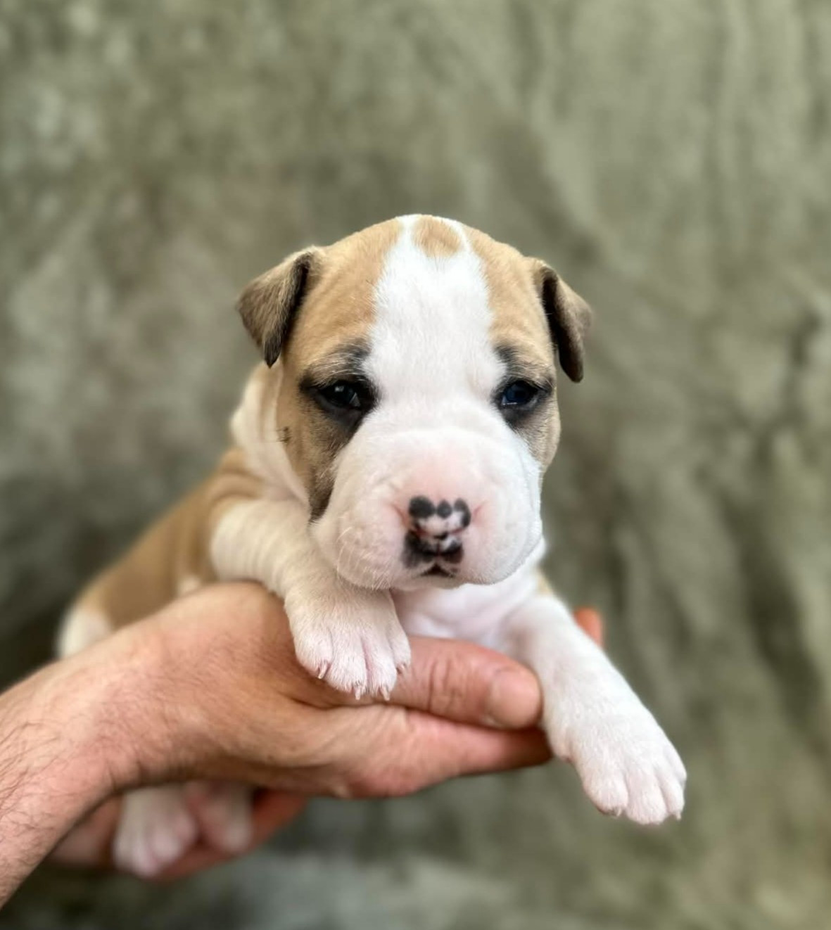 maison vannbert - Chiots disponibles - American Staffordshire Terrier