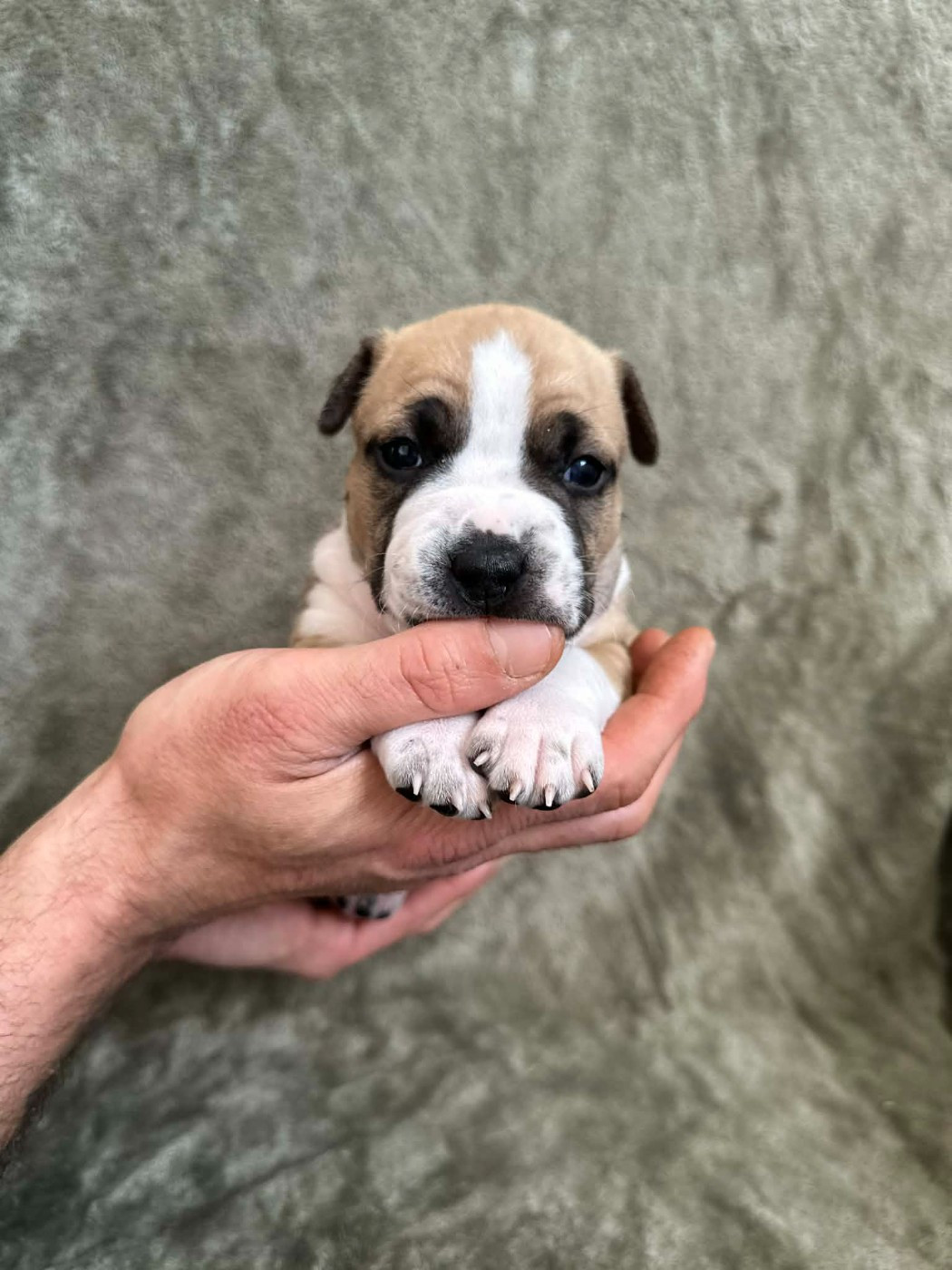 maison vannbert - Chiots disponibles - American Staffordshire Terrier