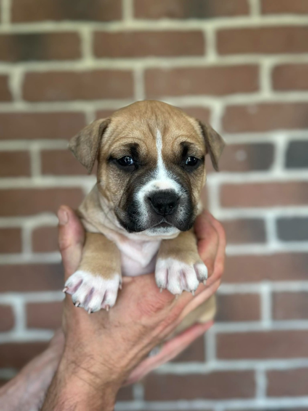 maison vannbert - Chiots disponibles - American Staffordshire Terrier