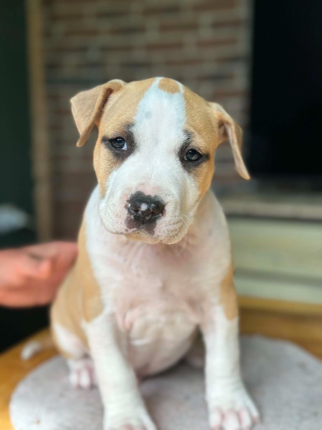 maison vannbert - Chiots disponibles - American Staffordshire Terrier
