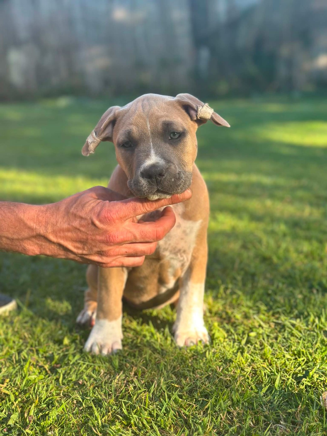 maison vannbert - Chiots disponibles - American Staffordshire Terrier