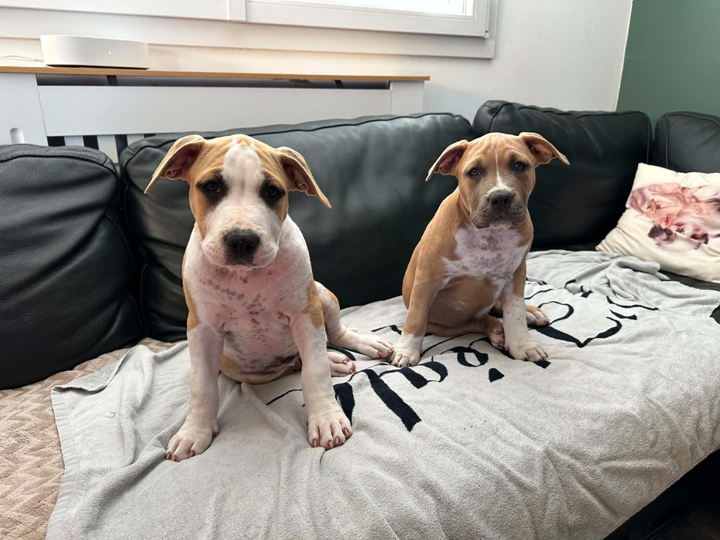 maison vannbert - Chiots disponibles - American Staffordshire Terrier
