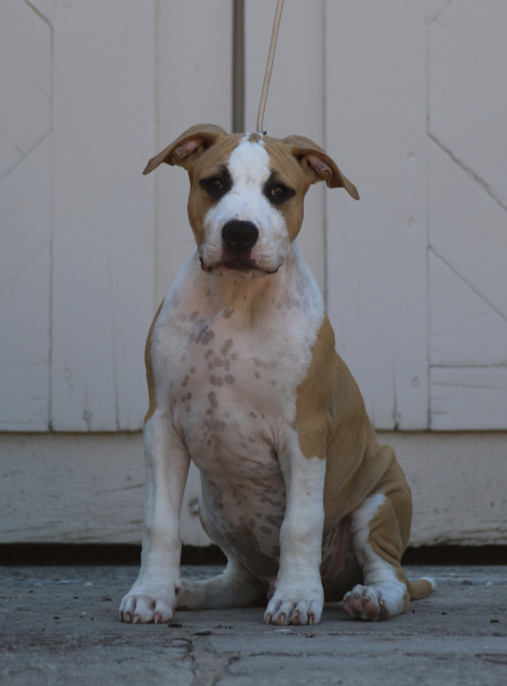 maison vannbert - Chiots disponibles - American Staffordshire Terrier