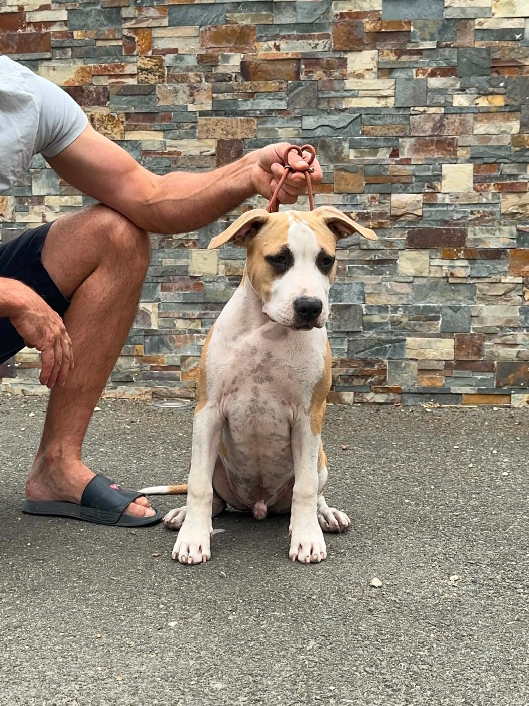 maison vannbert - Chiots disponibles - American Staffordshire Terrier